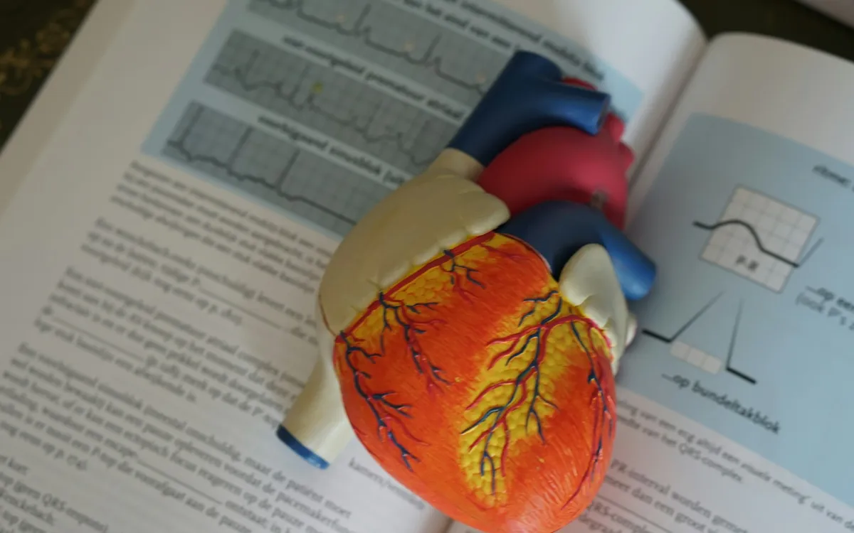 Modelo anatômico de coração apoiado sobre um livro aberto de medicina