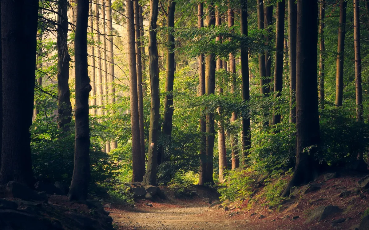 Trilha de terra em meio a uma floresta