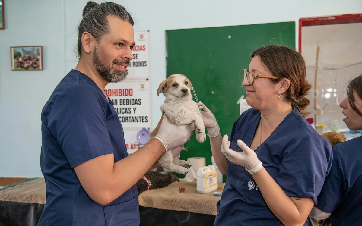 Veterinário segurando um cachorro pequeno na clínica